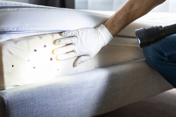 Best Rat Extermination Near Me  in Whippany, NJ