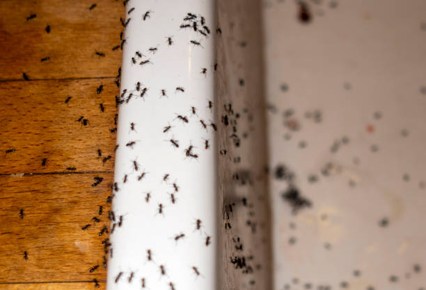 Best Wasp Removal Services  in Whippany, NJ